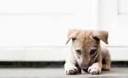 cachorro com sindrome de down