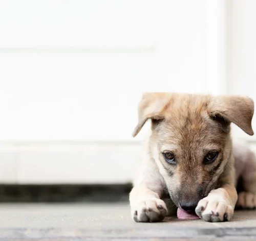 cachorro com sindrome de down