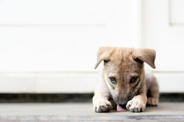 cachorro com sindrome de down