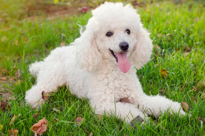 poodle para crianças