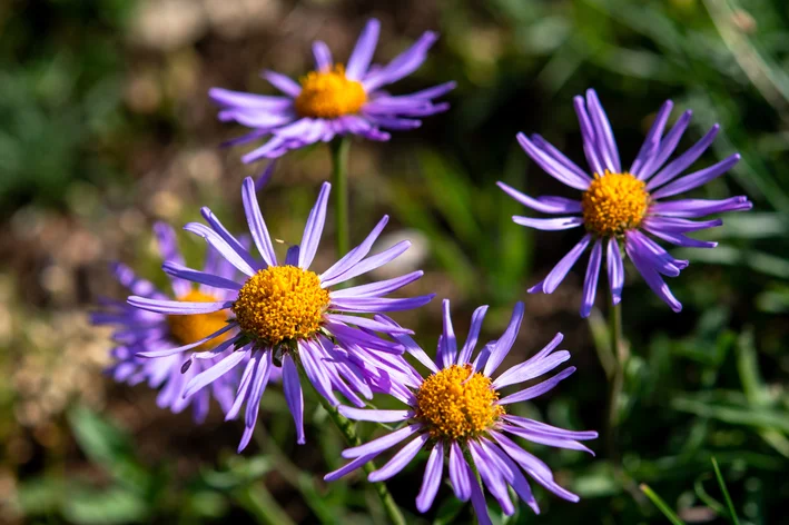 flores de aster amellus no jardim