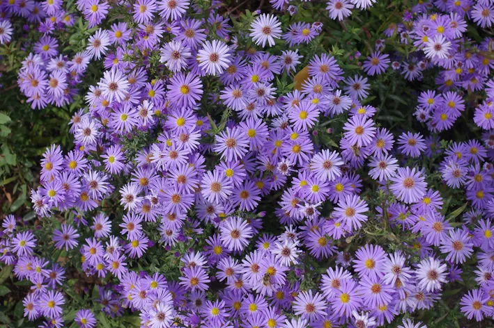 decoração com Aster Novi-belgii 