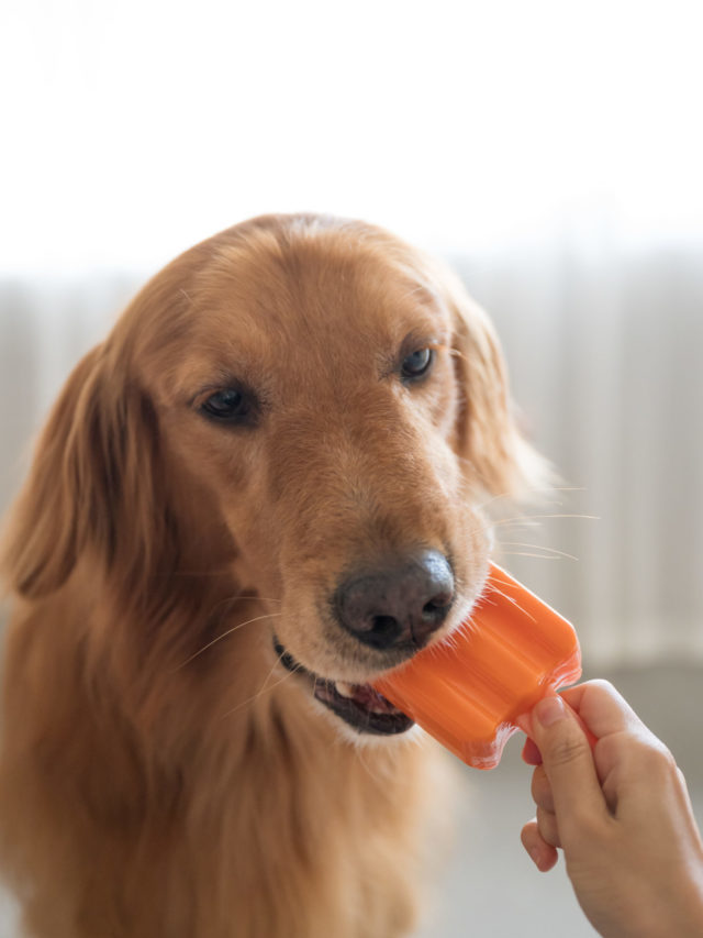 Ajude seu pet a enfrentar os dias de calor