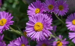 flor aster lilás no jardim