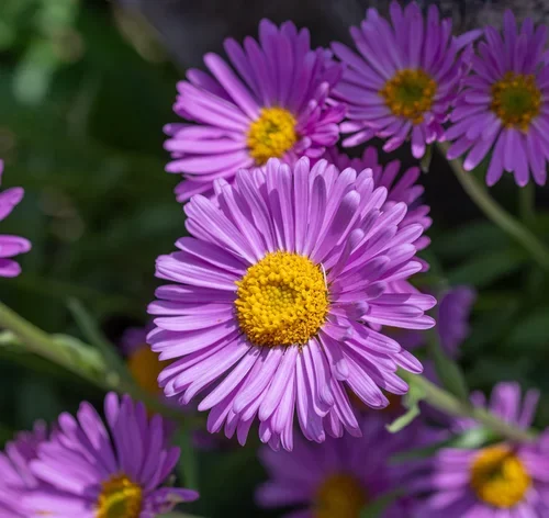 flor aster lilás no jardim