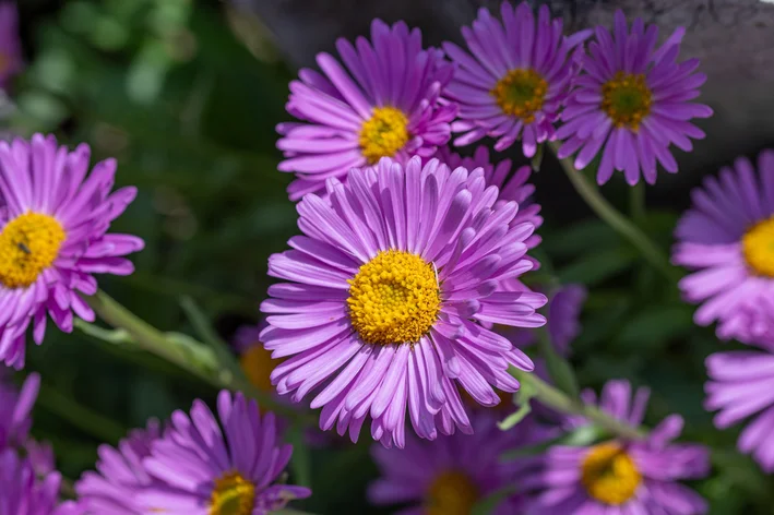 flor aster lilás no jardim