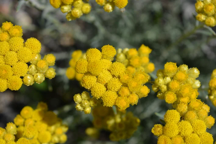 immortelle amarela no jardim