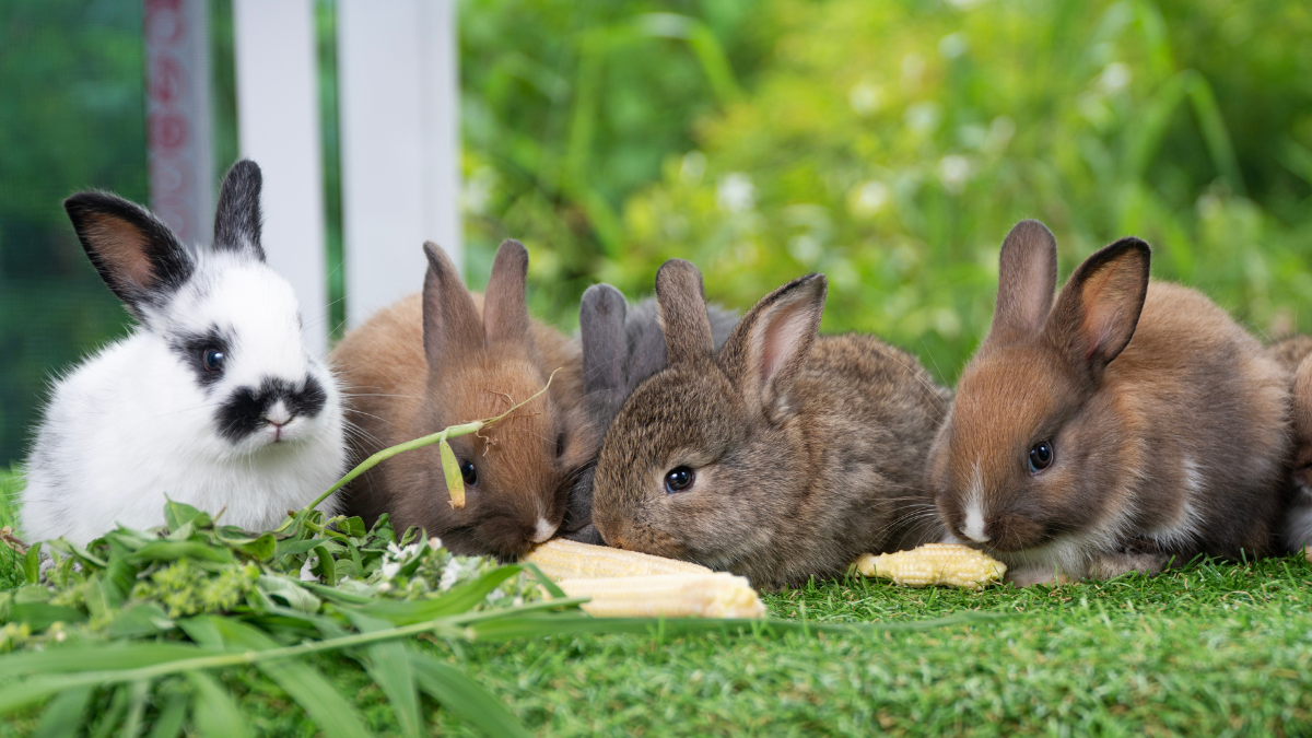 Blog Cobasi: tudo sobre pets, jardinagem e casa! 42