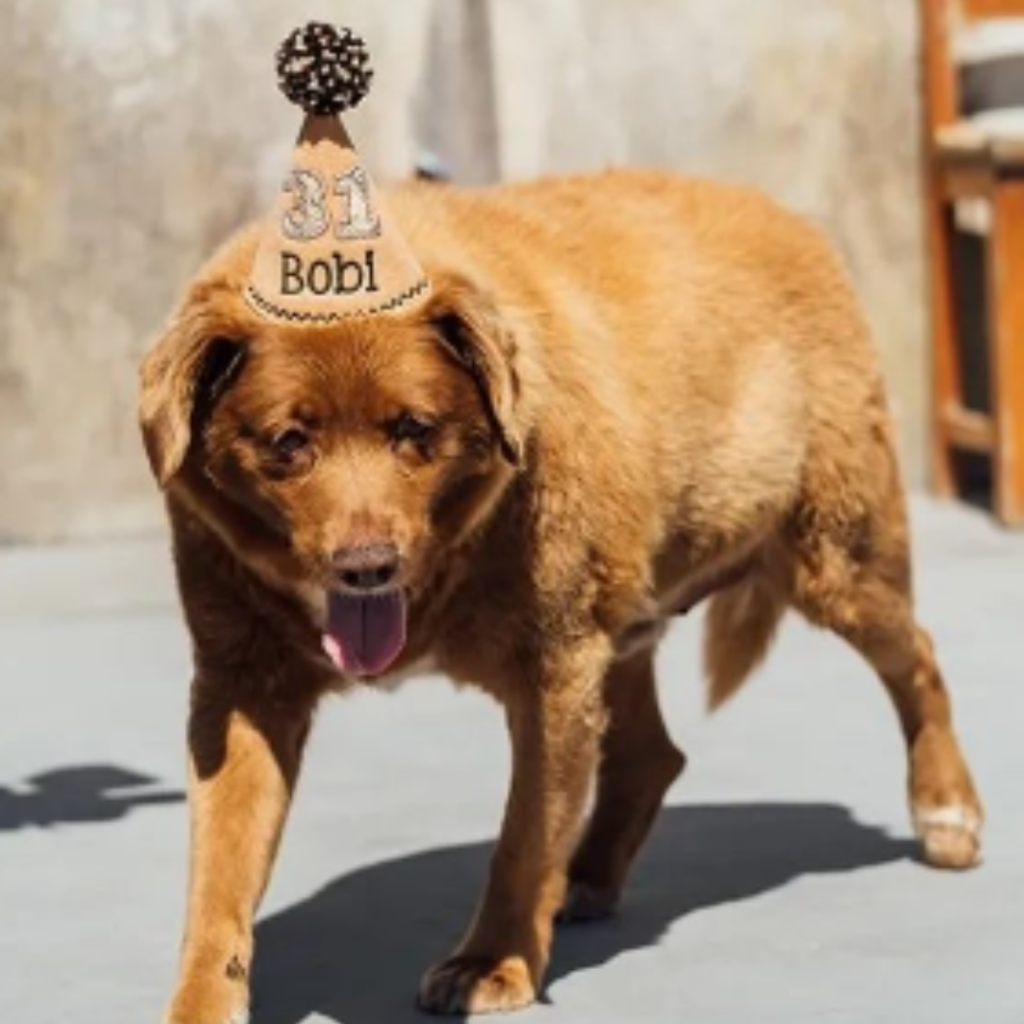 bobi cachorro