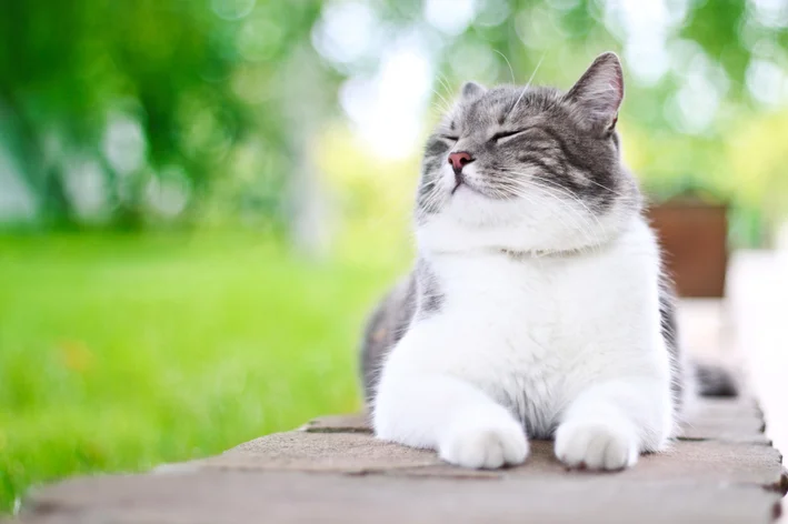 gato feliz