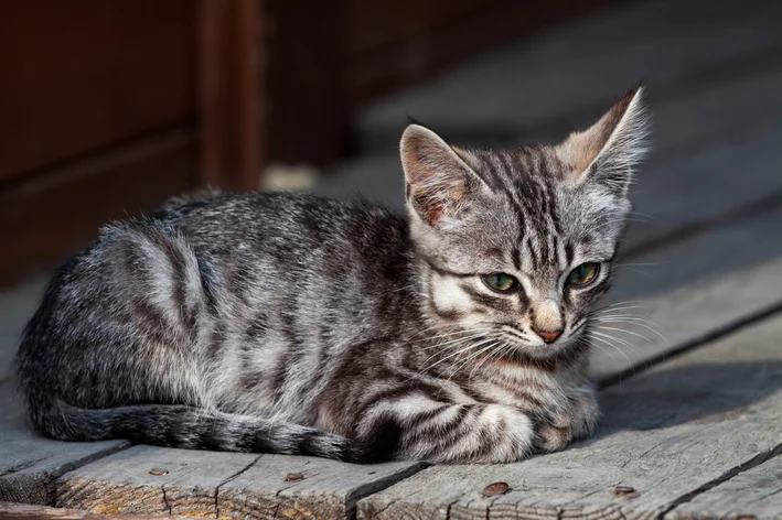 tumor de pele em gatos