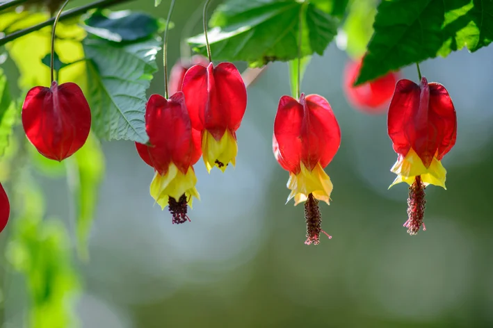 planta trepadeiras lanterninha-japonesa 