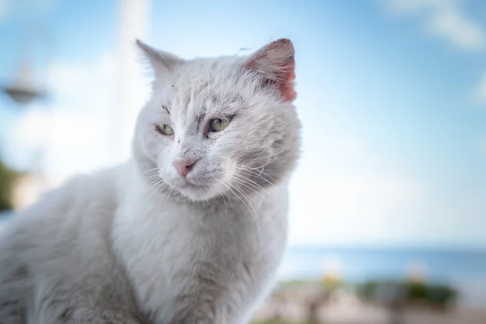 câncer de pele em gatos tem cura