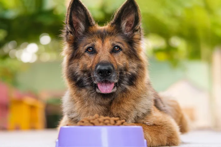 pao de queijo cachorro pode comer