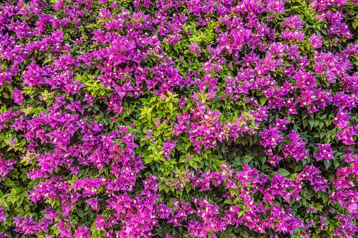 Primavera (Bougainvillea) trepadeiras