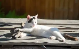 gato branco com cancer de pele deitado no sol