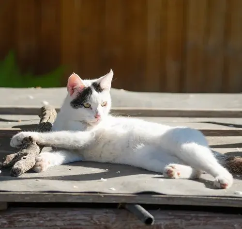 gato branco com cancer de pele deitado no sol
