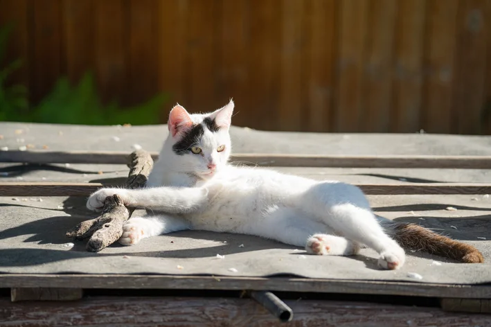 gato branco com cancer de pele deitado no sol