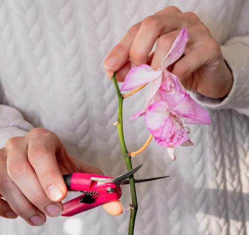 como fazer muda de orquídea a partir do caule