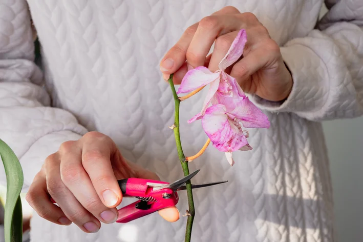 como fazer muda de orquídea a partir do caule