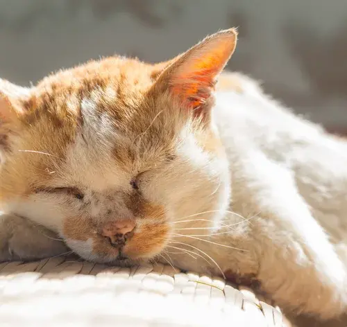 gato idoso dormindo