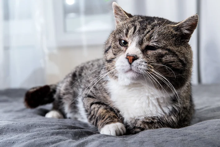 gato idoso sentado no sofá