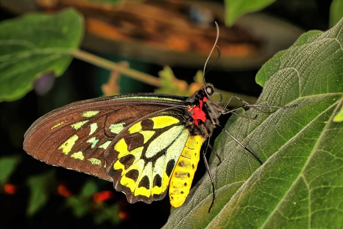 maior borboleta do mundo pousada da folha