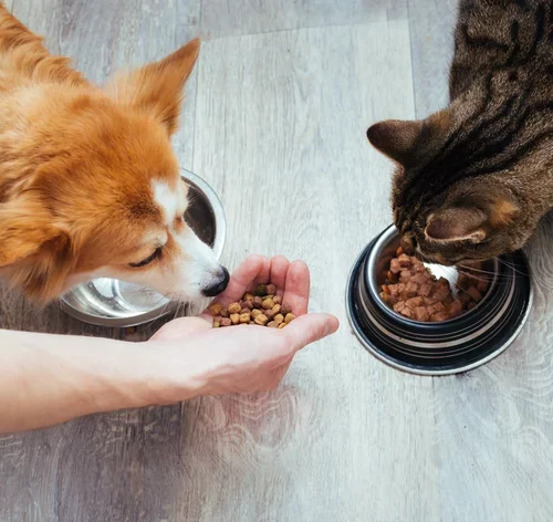 cachorro e gato comendo ração mitos e verdades