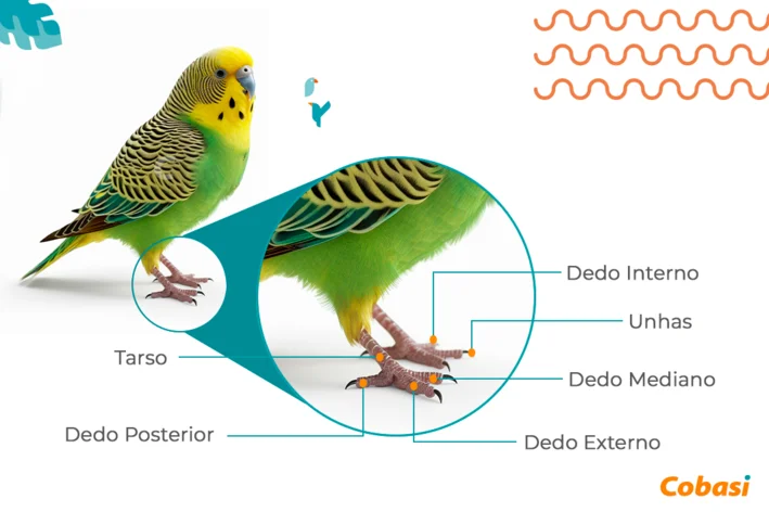 infográfico tarso periquito-inglês