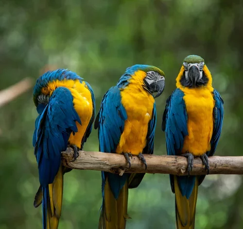 tipos-de-aves-araras-no-poleiro