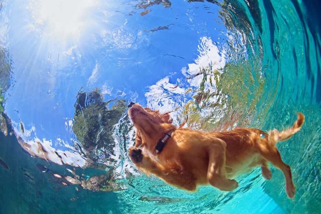 cachorro pode entrar na piscina