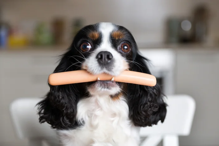 cachorro pode comer carne de porco assada