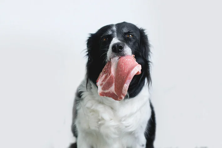 carne crua para cães