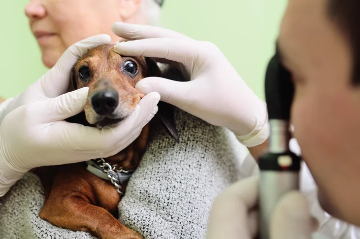 ceratoconjuntivite seca cães