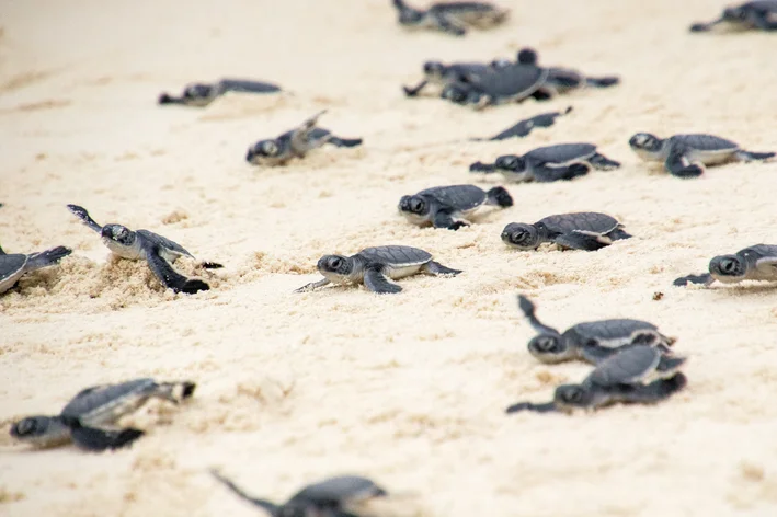 filhotes de tartarugas marinhas