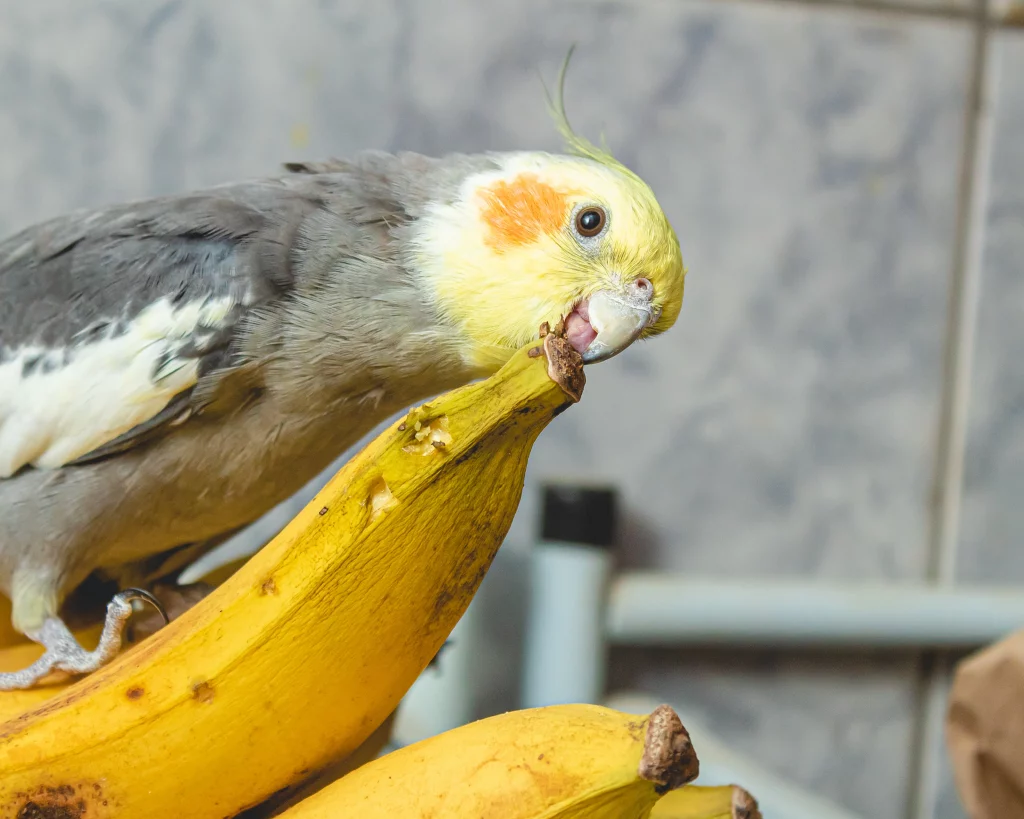 frutas que calopsita pode comer