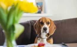 cachorro pode comer requeijão