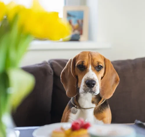 cachorro pode comer requeijão