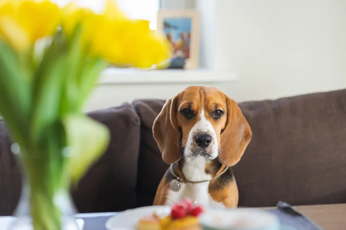 cachorro pode comer requeijão