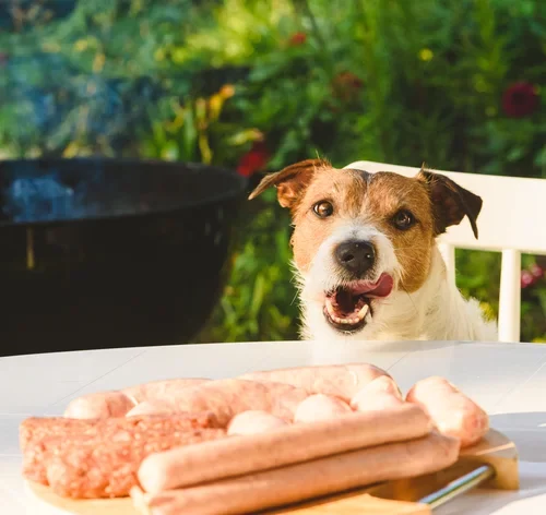 Cachorro pode comer carne de porco