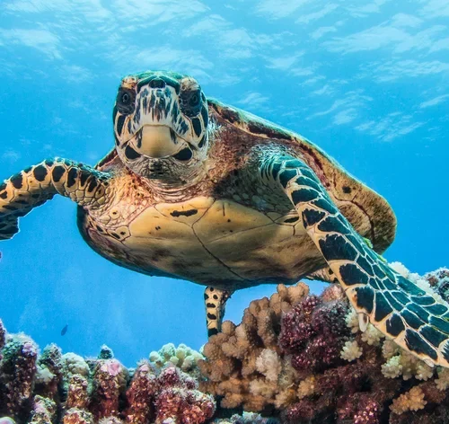 tartaruga no mar