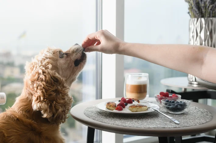 requeijão faz mal para cachorro