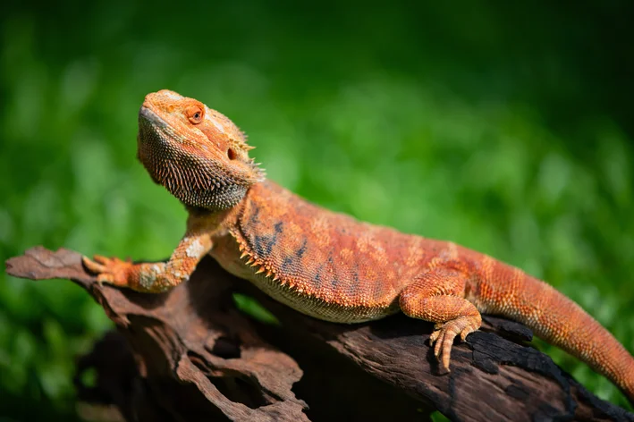 Pogona Vitticeps (Dragão-Barbudo Comum)