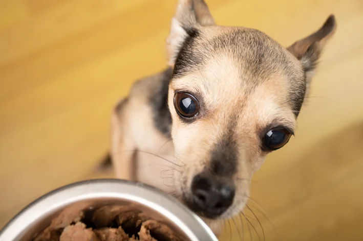 beneficio alimento umido cachorro