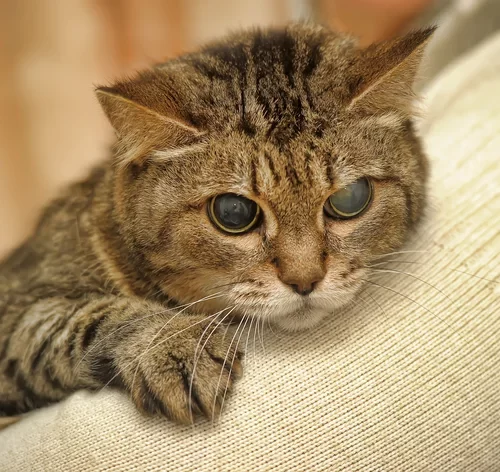 gato cego apoiado no sofá