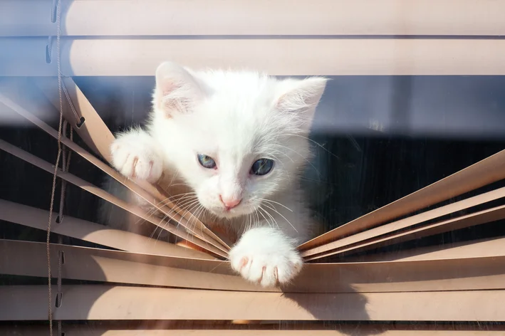 gato cego na janela olhando para rua