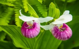 orquidea sapatinho na cor rosa