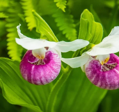 orquidea sapatinho na cor rosa