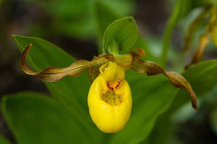 orqudea amarela no jardim