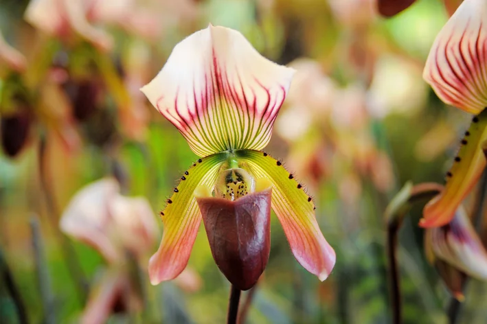 orquídea marrom no vaso